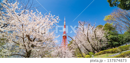 「東京都」青空に映える東京タワーと満開の桜 港区 「東京都」青空に映える東京タワーと満開の桜 港区 137874873