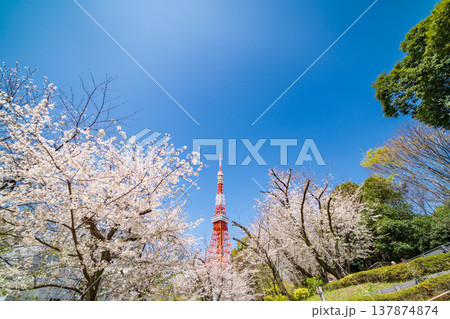 「東京都」青空に映える東京タワーと満開の桜 港区 「東京都」青空に映える東京タワーと満開の桜 港区 137874874