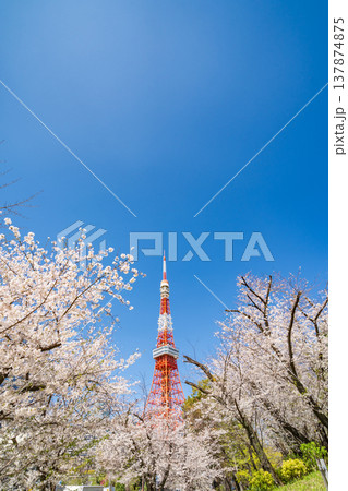 「東京都」青空に映える東京タワーと満開の桜 港区 「東京都」青空に映える東京タワーと満開の桜 港区 137874875