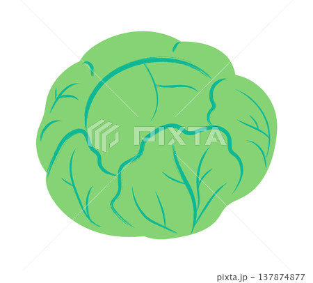 Cabbage Whole Head Cartoon Style 137874877