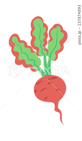 Radish With Leafy Top Cartoon 137874893