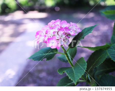 美しい木漏れ日とピンクの紫陽花 美しい木漏れ日とピンクの紫陽花 137874955