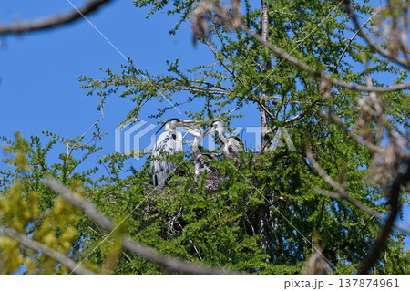 アオサギの子育て（北海道・小清水町） 137874961