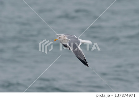 セグロカモメの飛翔(北海道・野付半島) セグロカモメの飛翔(北海道・野付半島) 137874971