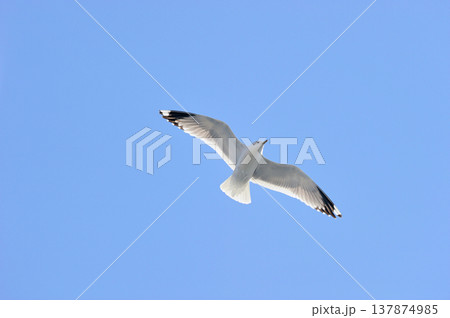 カモメの飛翔（北海道・知床） 137874985