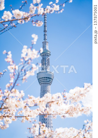「東京都」青空に映える隅田公園の桜と東京スカイツリー　墨田区 137875001