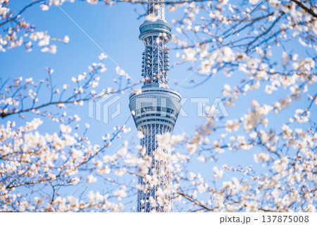 「東京都」青空に映える隅田公園の桜と東京スカイツリー　墨田区 137875008