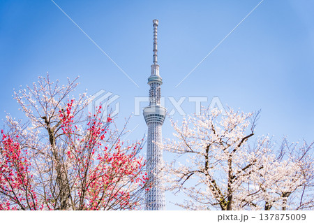 「東京都」青空に映える隅田公園の桜と東京スカイツリー　墨田区 137875009