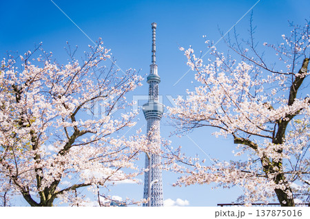 「東京都」青空に映える隅田公園の桜と東京スカイツリー　墨田区 137875016