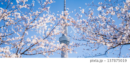 「東京都」青空に映える隅田公園の桜と東京スカイツリー　墨田区 137875019