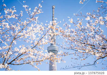 「東京都」青空に映える隅田公園の桜と東京スカイツリー 墨田区 「東京都」青空に映える隅田公園の桜と東京スカイツリー 墨田区 137875020