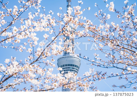 「東京都」青空に映える隅田公園の桜と東京スカイツリー 墨田区 「東京都」青空に映える隅田公園の桜と東京スカイツリー 墨田区 137875023
