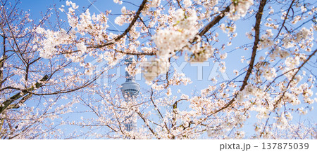 「東京都」青空に映える隅田公園の桜と東京スカイツリー 墨田区 「東京都」青空に映える隅田公園の桜と東京スカイツリー 墨田区 137875039
