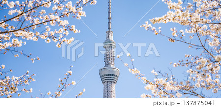 「東京都」青空に映える隅田公園の桜と東京スカイツリー 墨田区 「東京都」青空に映える隅田公園の桜と東京スカイツリー 墨田区 137875041