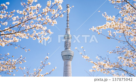 「東京都」青空に映える隅田公園の桜と東京スカイツリー　墨田区 137875042