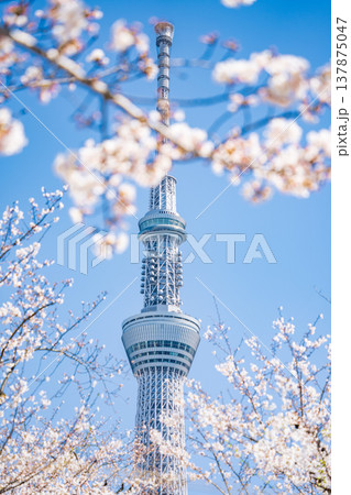 「東京都」青空に映える隅田公園の桜と東京スカイツリー 墨田区 「東京都」青空に映える隅田公園の桜と東京スカイツリー 墨田区 137875047