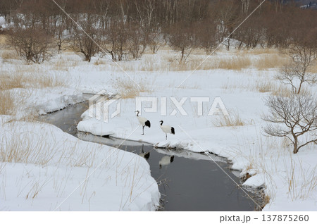 湿原に現れたタンチョウのつがい（北海道・鶴居村） 137875260
