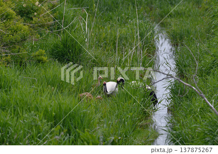 タンチョウの子育て（北海道・鶴居村） 137875267