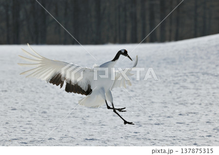 雪原に舞い降りるタンチョウ（北海道・鶴居村） 137875315