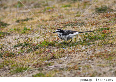 ハクセキレイ 137875365