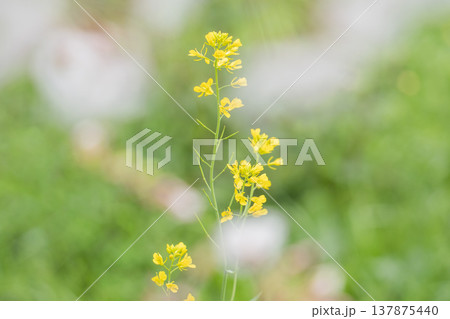 春の風景 河川敷に咲く菜の花 春の風景 河川敷に咲く菜の花 137875440