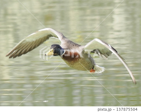 Mallard duck flying low over water, wild bird in m 137875504