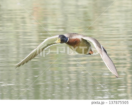 Mallard duck flying low over water, wild bird in m 137875505