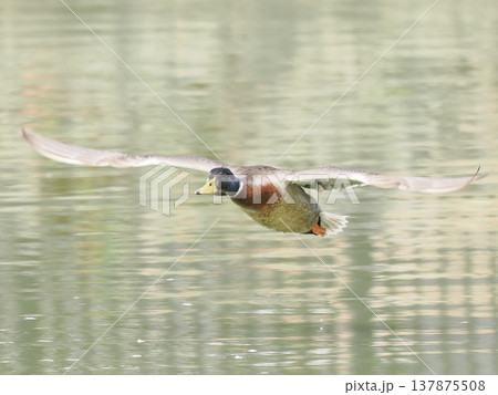 Mallard duck flying low over water, wild bird in m 137875508