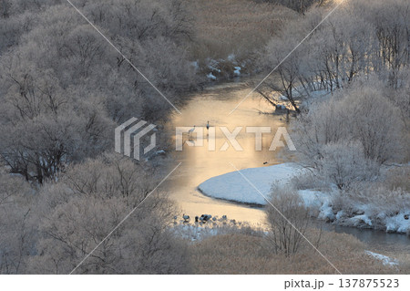 朝陽に染まる塒とタンチョウのつがい(北海道・鶴居村) 朝陽に染まる塒とタンチョウのつがい(北海道・鶴居村) 137875523