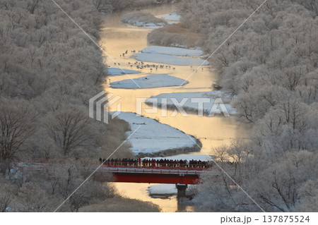 タンチョウの塒と音羽橋(北海道・鶴居村) タンチョウの塒と音羽橋(北海道・鶴居村) 137875524