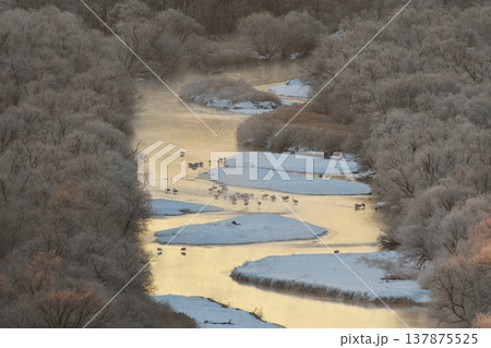 丘から見下ろすタンチョウの塒（北海道・鶴居村） 137875525
