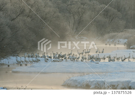 一斉に警戒するタンチョウの群（北海道・鶴居村） 137875526