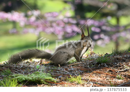 エゾリスと桜 エゾリスと桜 137875533
