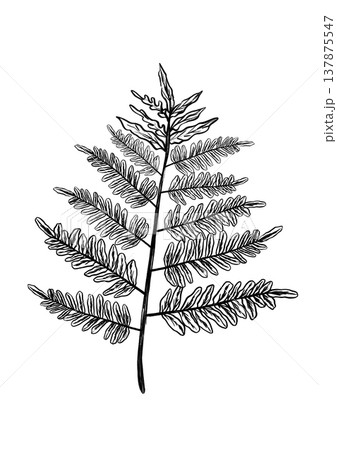 Herb Motif Illustration. Illustration Of Fern Branch Resembling Fresh Herb Decoration For Menus 137875547