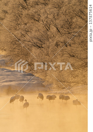 樹氷の川で眠るタンチョウ（北海道・鶴居村） 137875614