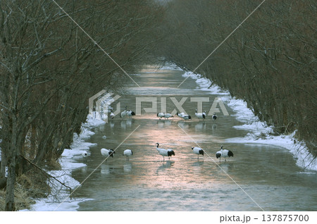 樹木のトンネルとタンチョウのねぐら(北海道・鶴居村) 樹木のトンネルとタンチョウのねぐら(北海道・鶴居村) 137875700