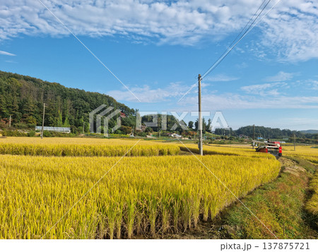 autumn golden rice field.  Rural landscape. 137875721