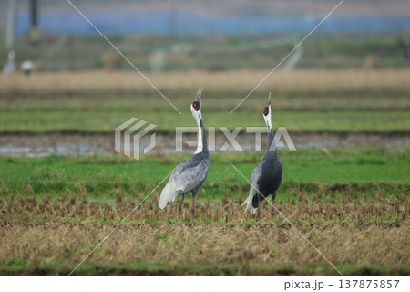 マナヅルの鳴き合い（鹿児島県・出水市） 137875857