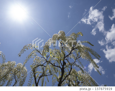 天から降り注ぐ白銀の調べ。初夏の陽光に輝く白藤のシャンデリア 137875919