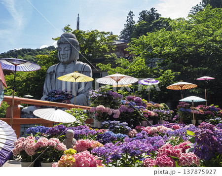和傘と紫陽花。壺阪寺の大仏が贈る初夏の絶景 137875927