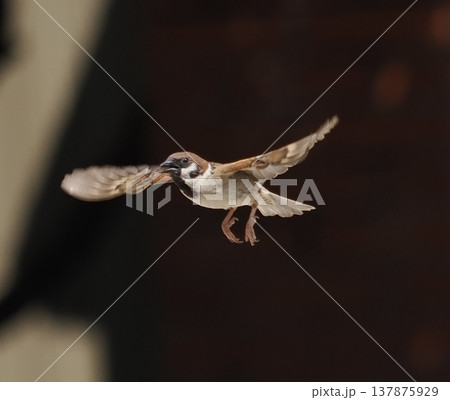Eurasian Tree Sparrow flying in air, small bird in 137875929