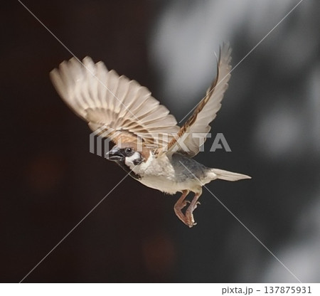 Eurasian Tree Sparrow flying in air, small bird in 137875931