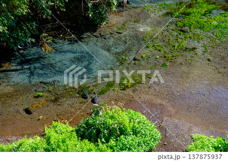 静岡県清水町　柿田川公園の風景 137875937