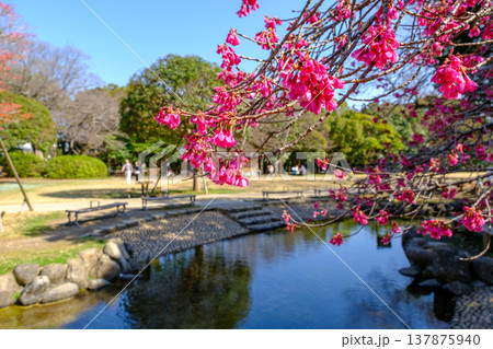 静岡県清水町 柿田川公園の風景 静岡県清水町 柿田川公園の風景 137875940