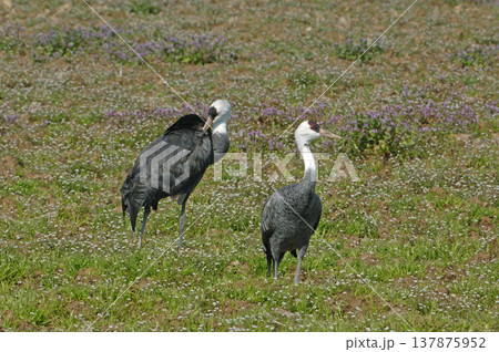 花畑とナベヅルのつがい（鹿児島県・出水市） 137875952