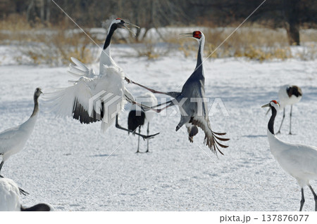 タンチョウと争うマナヅル（北海道・鶴居村） 137876077