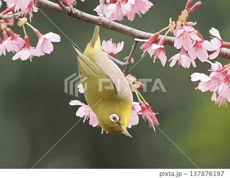 Japanese White-eye on cherry blossoms, spring bird 137876197