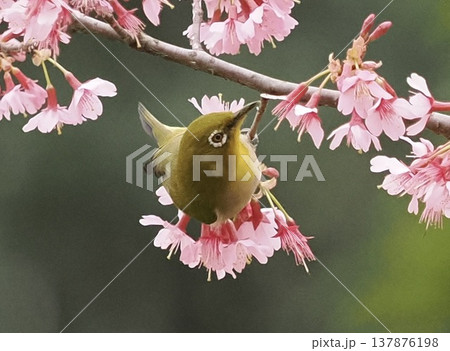 Japanese White-eye on cherry blossoms, spring bird 137876198