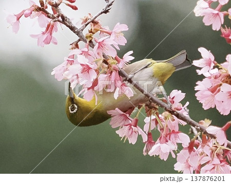 Japanese White-eye on cherry blossoms, spring bird 137876201