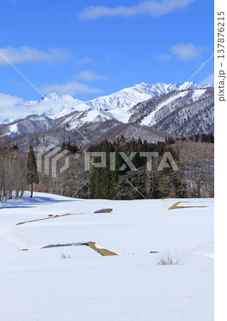 栂池高原から望む早春の北アルプス 栂池高原から望む早春の北アルプス 137876215